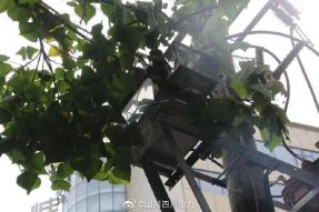 雁江供電公司修理10kV中晶二線上樹(shù)枝，變身“伐木工”