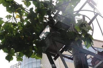 雁江供電公司修理10kV中晶二線上樹枝，變身“伐木工”