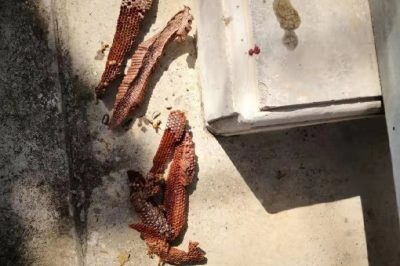 漢中供電公司對(duì)變電站室外設(shè)備開展蜂窩清除工作