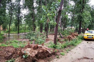 沛縣供電公司搶修受損線路，及時消缺安全隱患