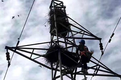 招遠市供電公司在35千伏鄒里線張星支線安裝驅(qū)鳥設(shè)備