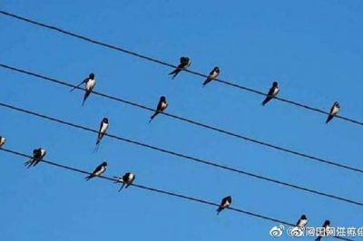 小鳥(niǎo)站在高壓電線上，不怕電？