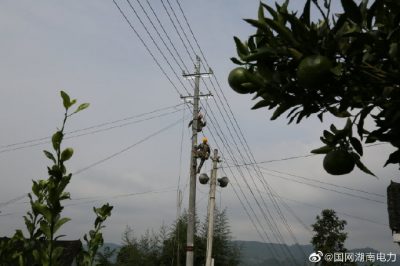 對(duì)更換線路10千伏王李線李子園支線4號(hào)至7號(hào)桿進(jìn)行金具安裝、導(dǎo)線展放及搭火作業(yè)